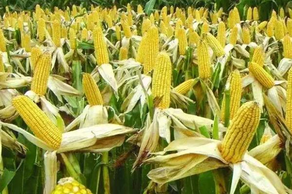 玉佳乐2号玉米种子特点，生育期春季平均115天