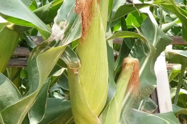 桂糯538玉米品种的特性，注意防涝抗旱及病虫防治