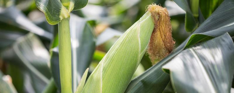 桂甜110玉米品种的特性，喇叭口期注意防治玉米虫害