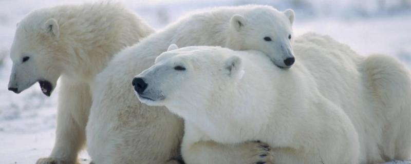 北极熊的毛是什么颜色的，看上去是白色