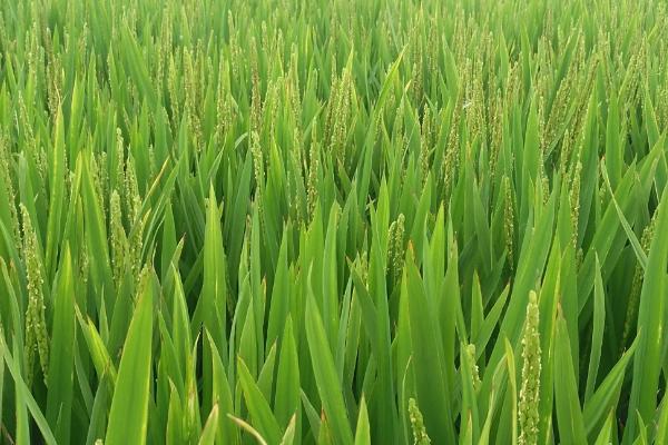 鹏优国泰水稻种子特点，感温籼型三系杂交水稻品种