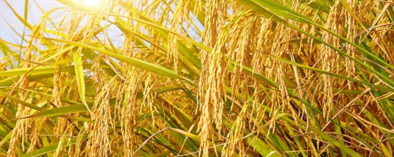 雅香2号水稻种子简介，每亩大田用种量5-10千克