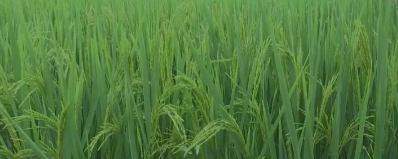 泰嘉香9号水稻种子简介，全生育期平均110.9天