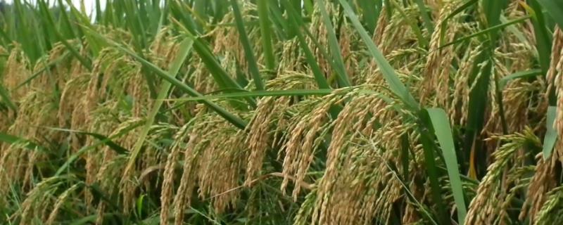 恒两优新华粘水稻种子简介，感温籼型两系杂交水稻品种