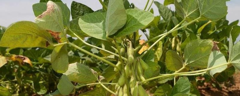 桂夏1702大豆种子特征特性，该品种生育期适中
