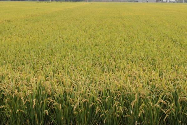 雅香2号水稻种子简介，每亩大田用种量5-0千克