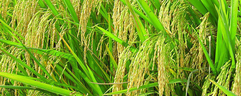 桂玉美香水稻种子简介，全生育期早稻平均126.2天