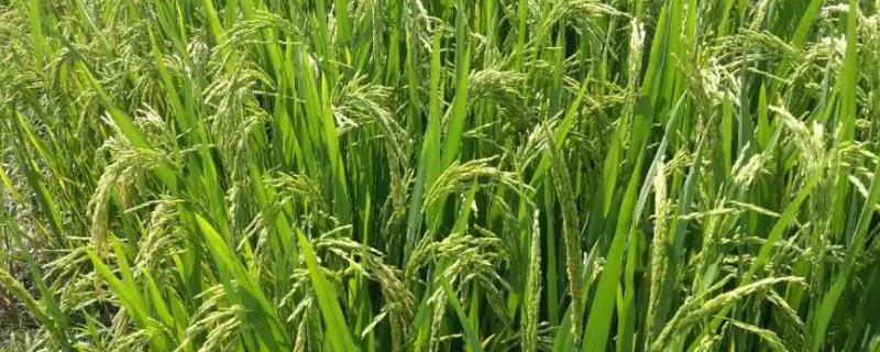 丰顺优银香丝苗水稻种子介绍，全生育期平均115.1天