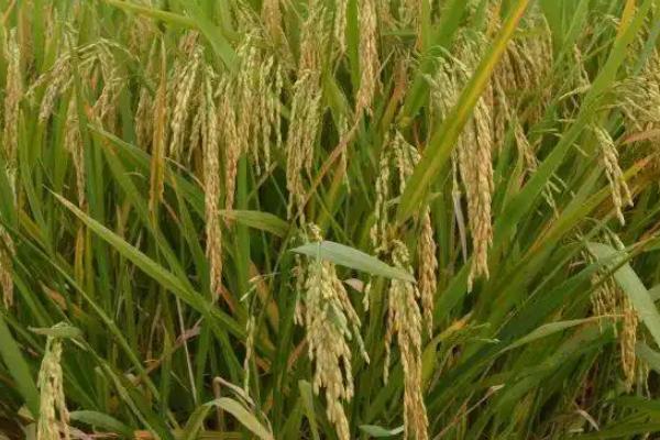 华浙优581水稻种子特征特性，每亩有效穗数18万