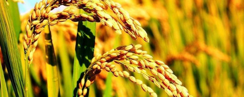香两优5号水稻品种的特性，每亩有效穗数18.9万