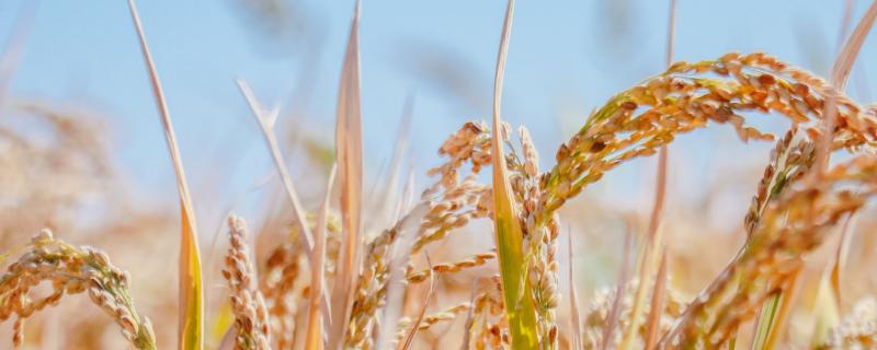 嘉禾优7245水稻品种的特性，每亩有效穗数14.3万