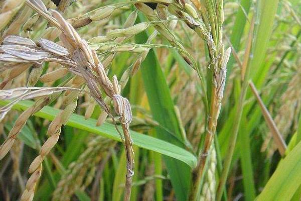 中浙优惠占水稻品种的特性，应加强对两病的防治工作