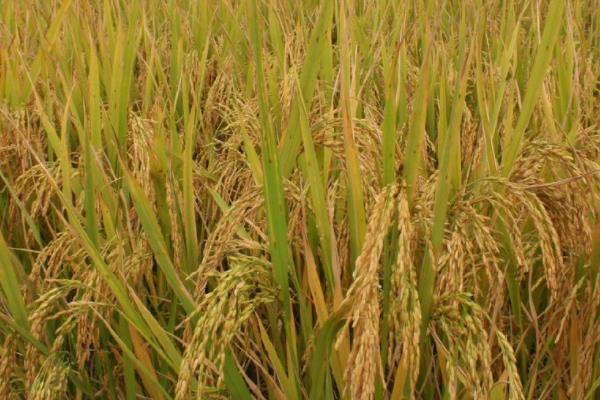 香两优5号水稻品种的特性，每亩有效穗数18.9万