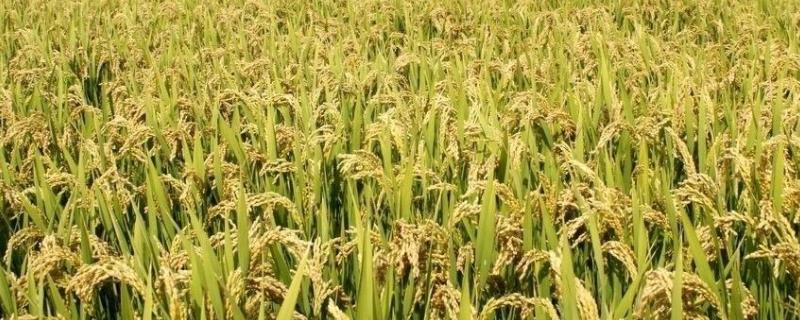 平丰优香占水稻品种的特性，每亩有效穗数18.0万