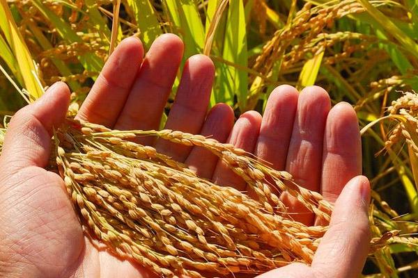 嘉禾优7245水稻品种的特性，每亩有效穗数14.3万