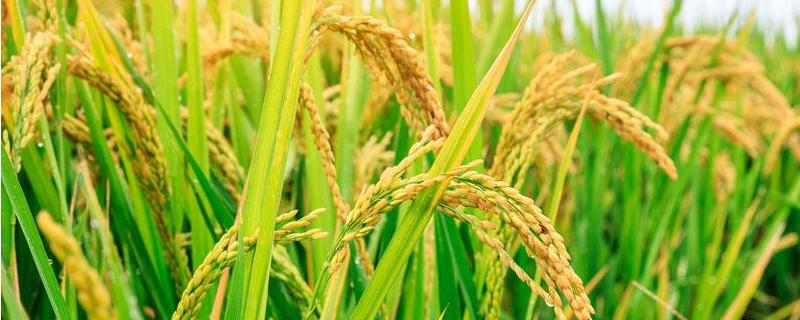 粮发长粒香水稻种子简介，感温籼型常规水稻品种