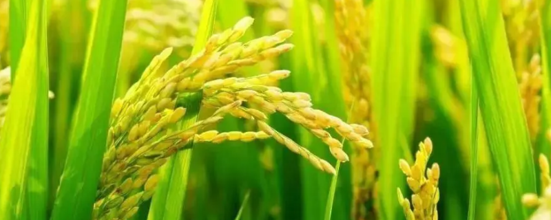 广8优香油占水稻种子特点，全生育期135天