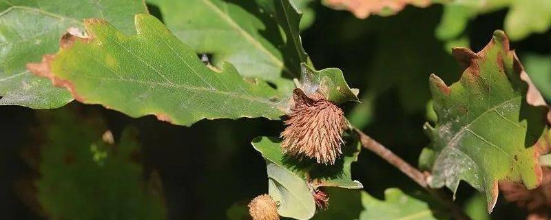 什么是柳栎，属于壳斗科、栎属落叶乔木