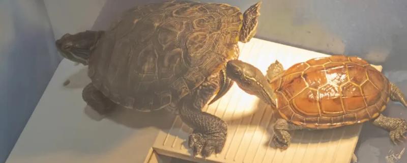 灯光对乌龟的作用，普通灯光无法替代自然光