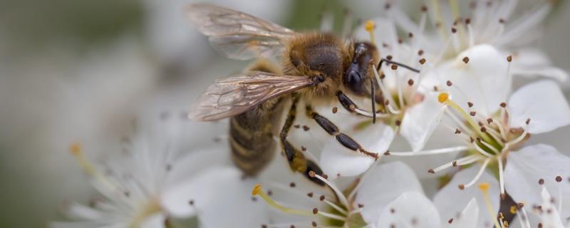 蜜蜂授粉相较于人工授粉的优缺点，蜜蜂授粉效率相较于人工授粉要更高