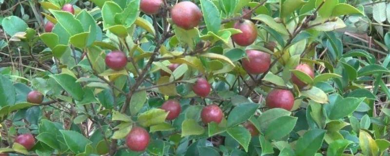 大果寒露2号油茶，为大果早花型品种