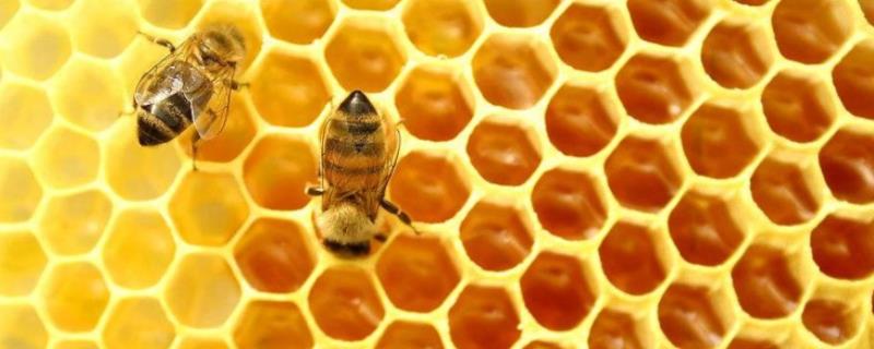 蜂巢和蜂胶的区别，来源、作用和成分均不同