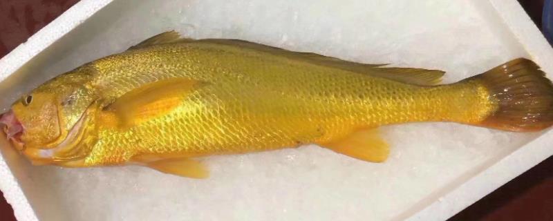 野生大黄鱼有什么特点，头呈钝尖形、尾巴细长、全身金黄
