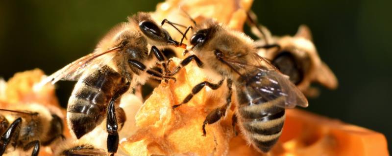 蜜蜂爬蜂病的种类，不同种类的防治方法不同