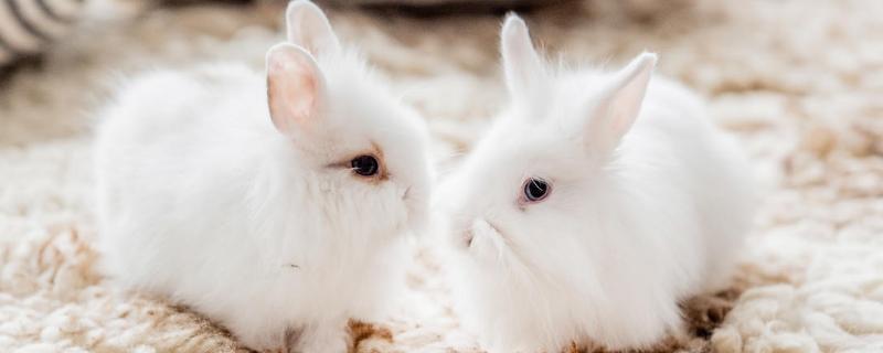 兔子耳螨怎么处理，首先及时隔离患有耳螨的兔子