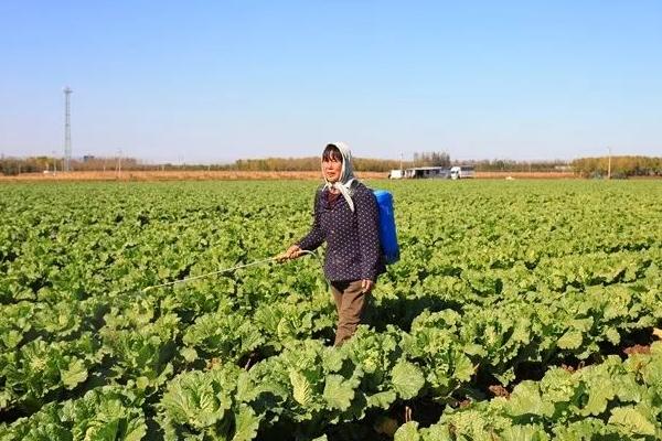 大白菜根腐病用什么药剂，可使用多菌灵、恶霉灵、咯菌腈等