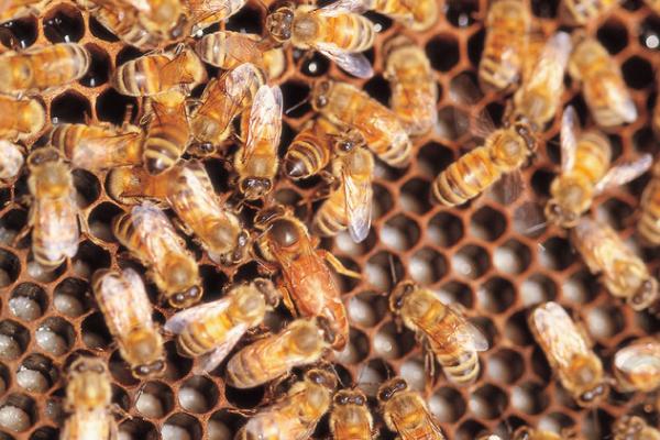 蜜蜂常见病虫害和防治方法，常见的病虫害有囊状幼虫病、爬蜂病、白垩病