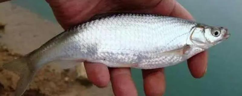 白条鱼为什么容易死亡，该鱼种极不耐低氧出水就死
