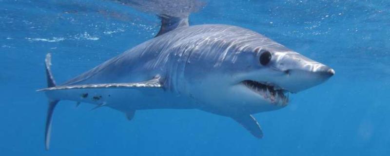 灰鲭鲨是什么鲨鱼，是游速最快的鲨鱼