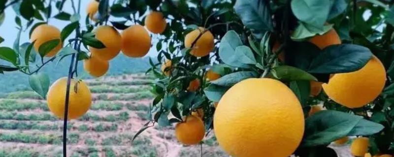 赣南脐橙生长年线，一般在2月上旬至3月底栽种
