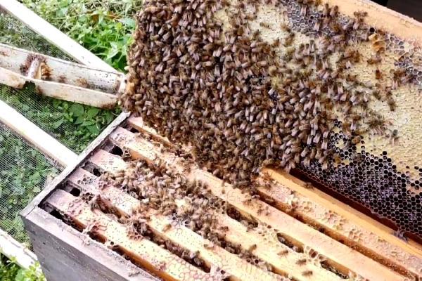 成功介王之后蜜蜂有什么表现，工蜂会饲喂蜂王、停止产卵