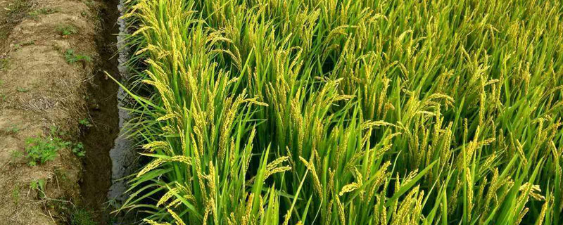 软华优815水稻种简介，每亩秧田播种量10千克