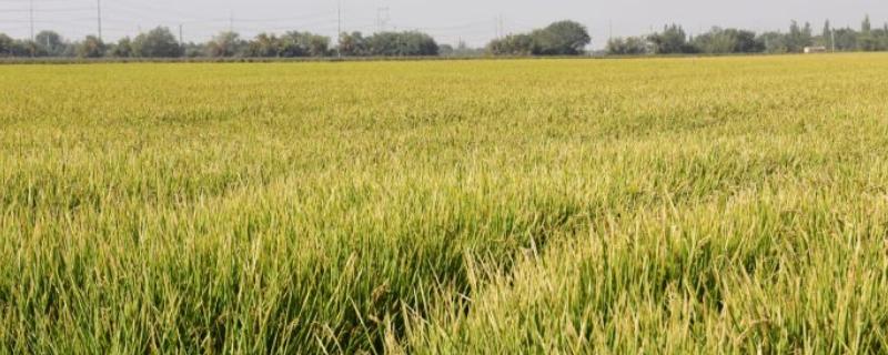 原优5009水稻种简介，感温籼型三系杂交水稻品种