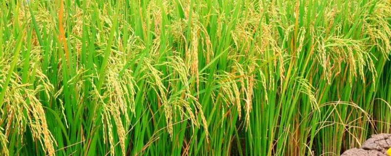 五乡优398水稻种简介，每亩有效穗22.1万