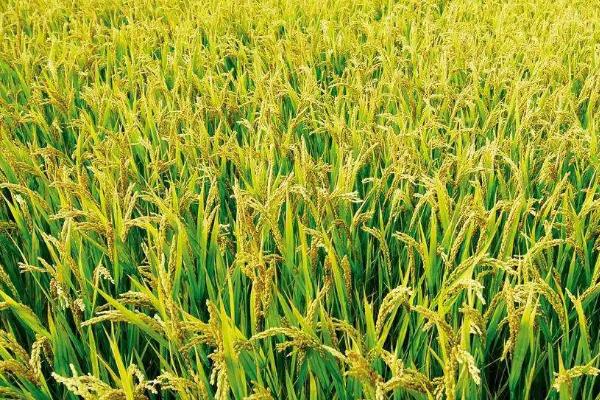 五乡优398水稻种简介，每亩有效穗22.1万