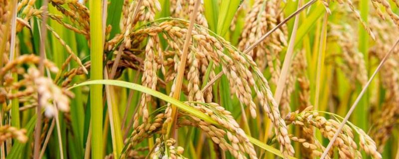 泰优银华粘水稻品种的特性，感温籼型三系杂交水稻品种
