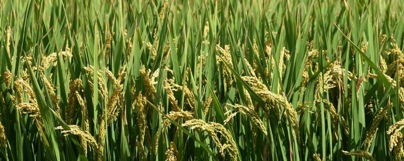 桃秀优美珍水稻种简介，每亩大田用种量1-5千克