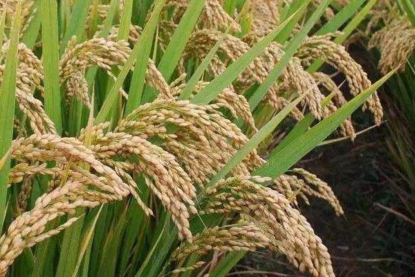 爽两优113水稻品种的特性，秧田亩播种量约10公斤