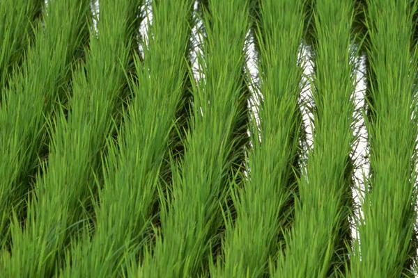 瑞两优1053水稻品种的特性，秧田亩播种量约15公斤