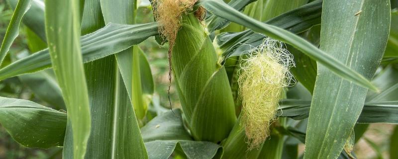 盛馨946玉米种子特征特性，在区试3000株/亩密度下