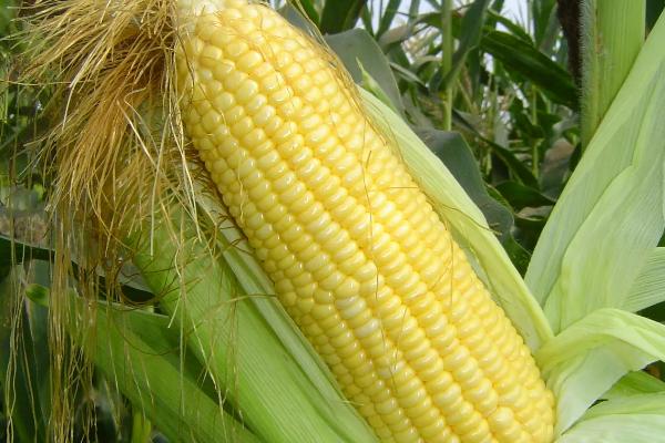 华元玉567玉米种子特征特性，春播平均生育期114.3天