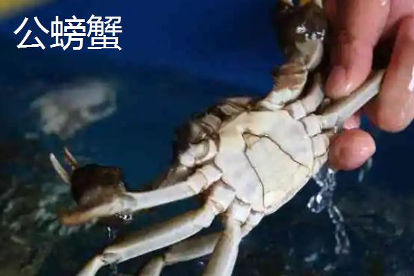 螃蟹断掉的腿还能重新长出来吗，螃蟹有断足再生的能力