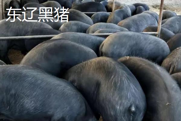 吉林辽源的特产，东辽黑猪是中国国家地理标志产品
