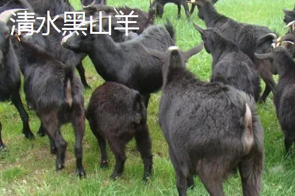 广西上林县的特产，清水黑山羊是不得不尝的特色美食