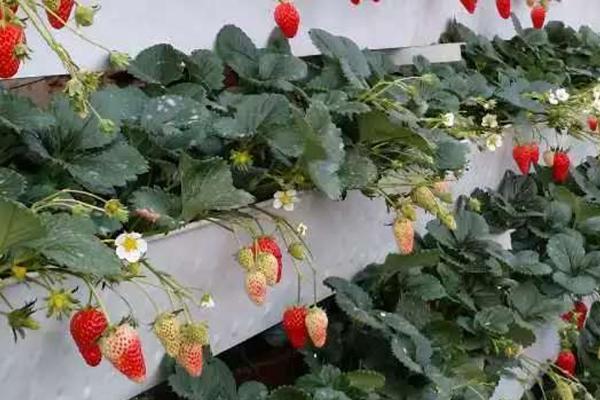 草莓无土栽培技术，栽培槽有下挖式栽培槽和高畦栽培槽两种