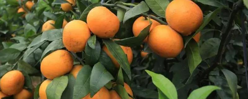 柑橘缺钙怎么办，施肥时需减少氮钾肥的过量施用